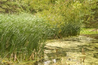 Swamp