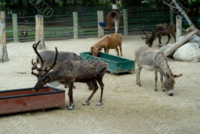 Zoo Animals