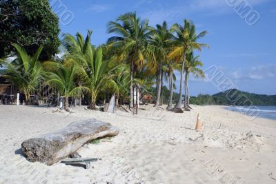 Palm trees on the beach