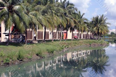 Palm trees and buildings in Langkawi