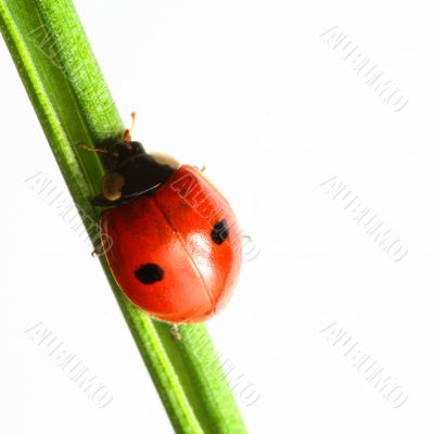 ladybug on grass