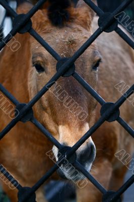 sad Horse