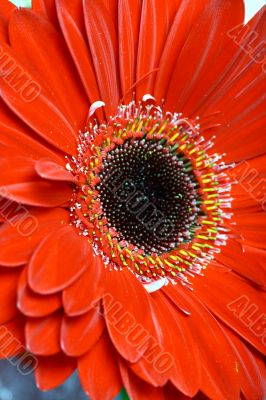 red flower
