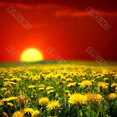 sunrise on dandelion field
