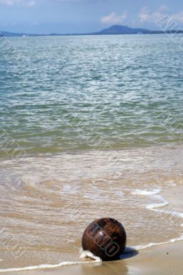 Coconut and sea
