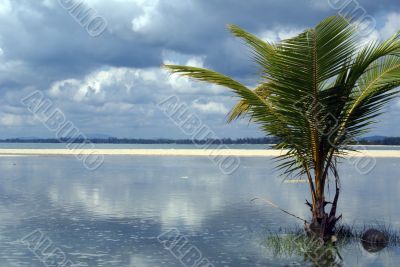 Palm tree and water