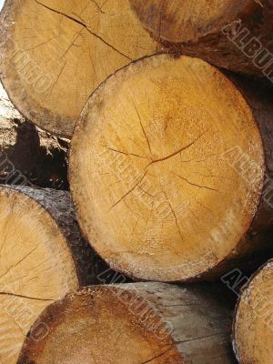 sawn timber