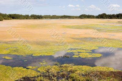 Algaed Lake