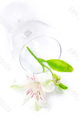 White amaryllis