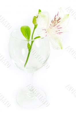 Amaryllis