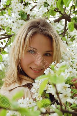 In cherry blossom