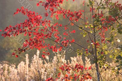 moning in a forest