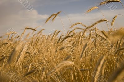 Cereal Plant