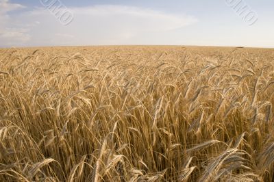 Cereal Plant