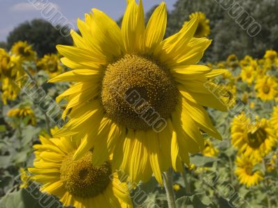 Sunflower
