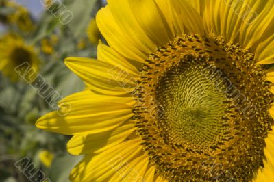 Sunflower