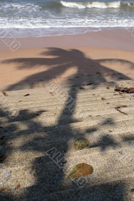 Shadow from palm tree