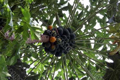 Papaya on the tree