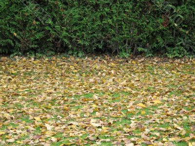 orange leaves on the ground