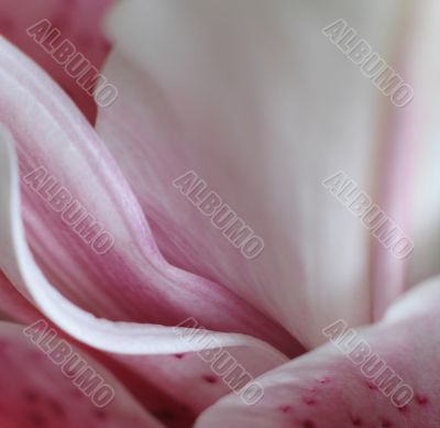 soft pink flower petals