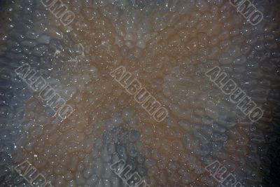 Surface of jellyfish