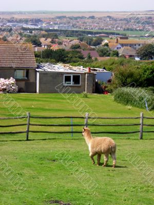 Lonely sheep