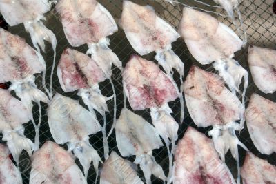 Dry squid