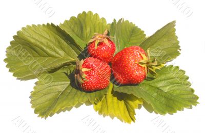 Three berries of  strawberry