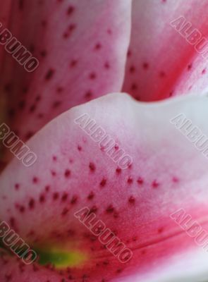 close up of pink petals