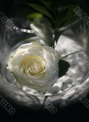 White rose