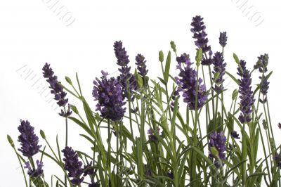 lavender
