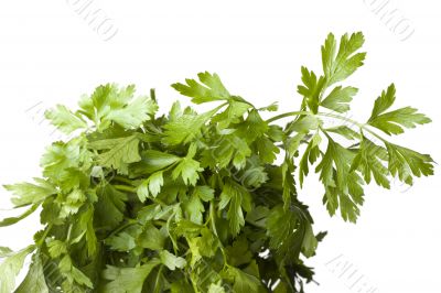 parsley plant