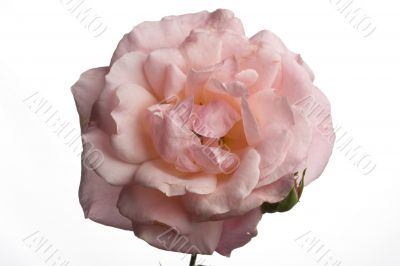 pink rose