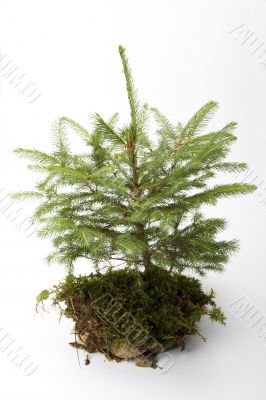 little spruce tree