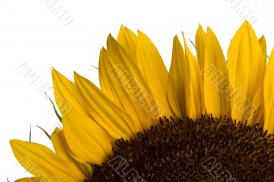 sunflower detail