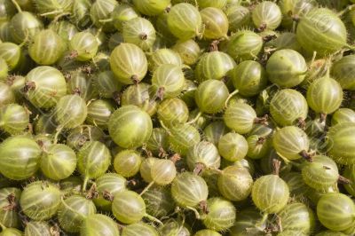 Gooseberry