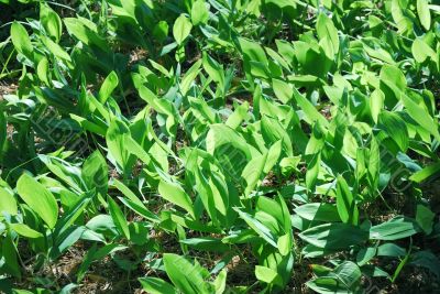 lily of the valley