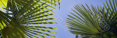 Travel to palm trees