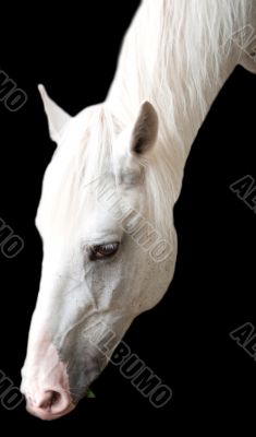 white horse