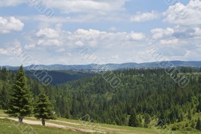 Forest landscape