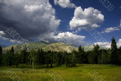Mountain Meadow
