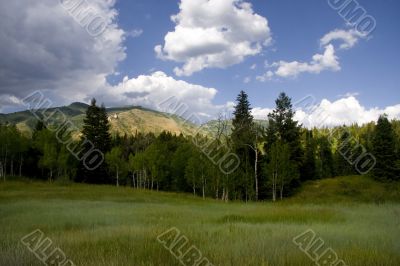 Mountain Meadow