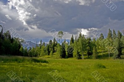 Mountain Meadow