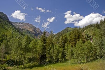 Mountain Meadow