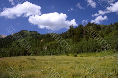 Mountain Meadow