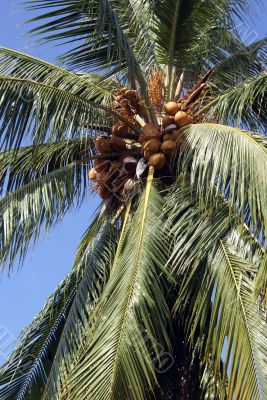 Coconut palm tree