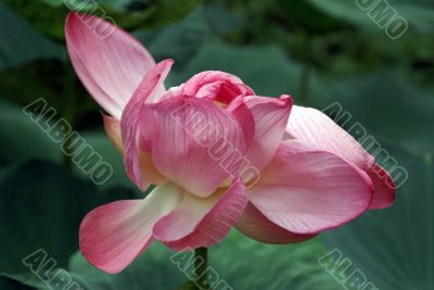 Big pink lotus