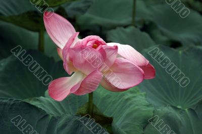 Pink lotus