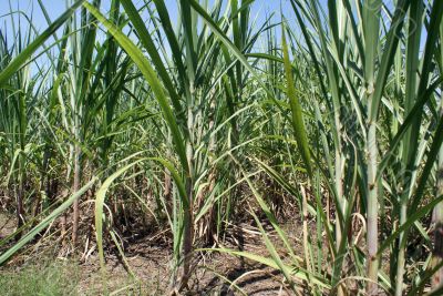Sugar cane