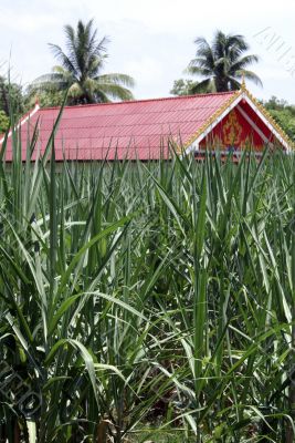 Sugar cane field